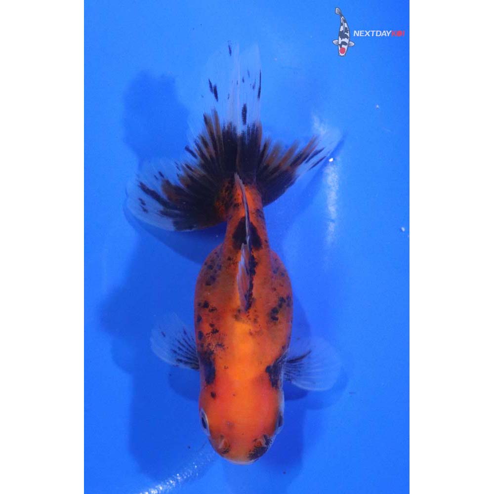 4” Imported Calico Oranda