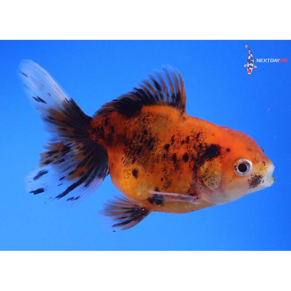 4” Imported Calico Oranda