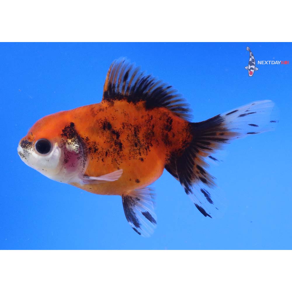 4” Imported Calico Oranda