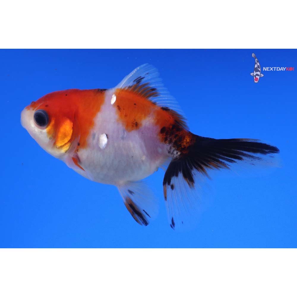 3.5” Imported Calico Oranda