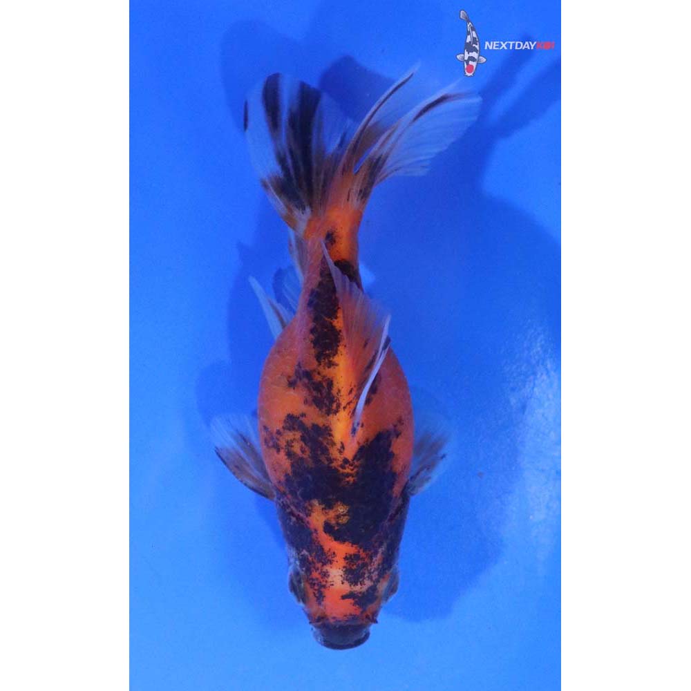 3.5” Imported Calico Ryukin