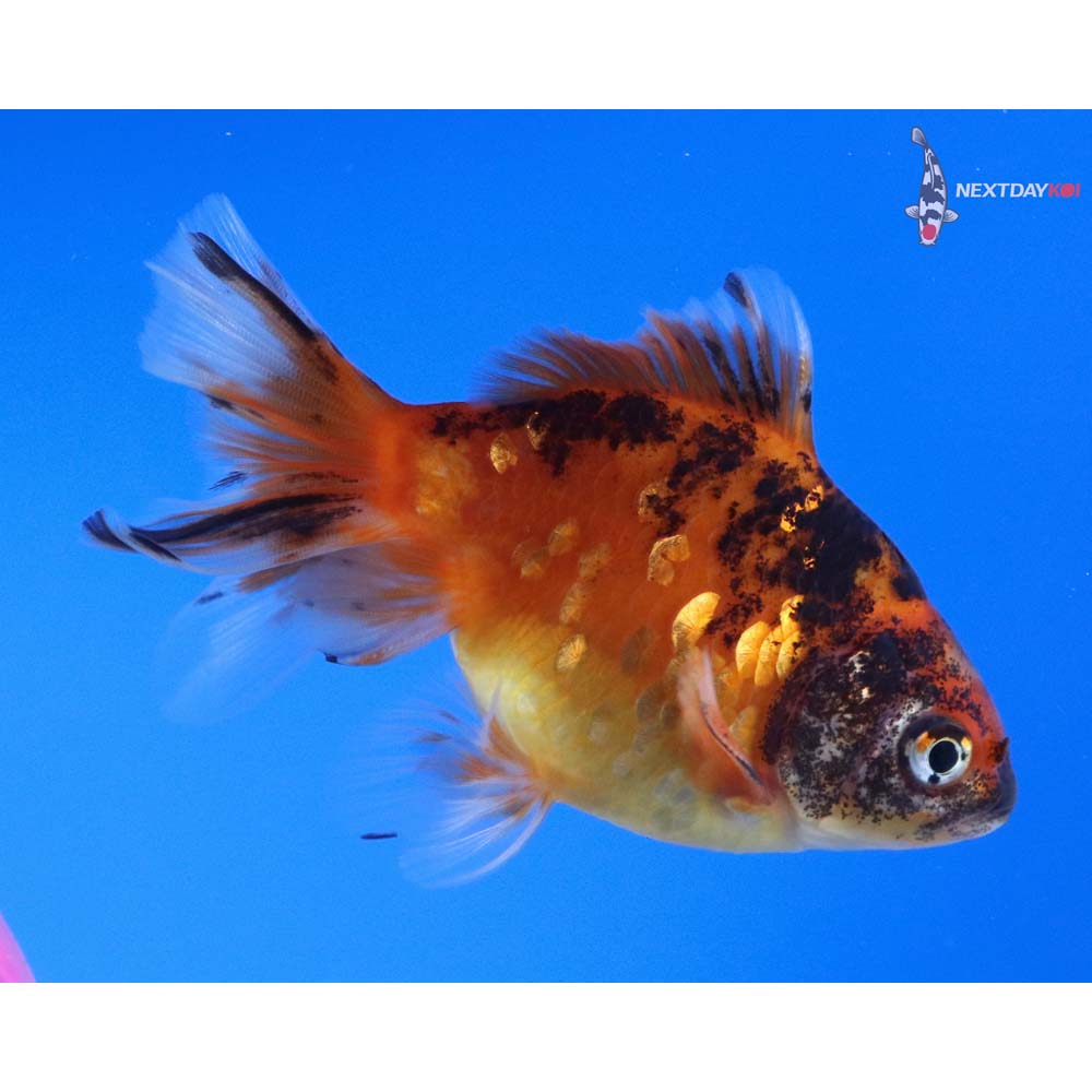 3.5” Imported Calico Ryukin