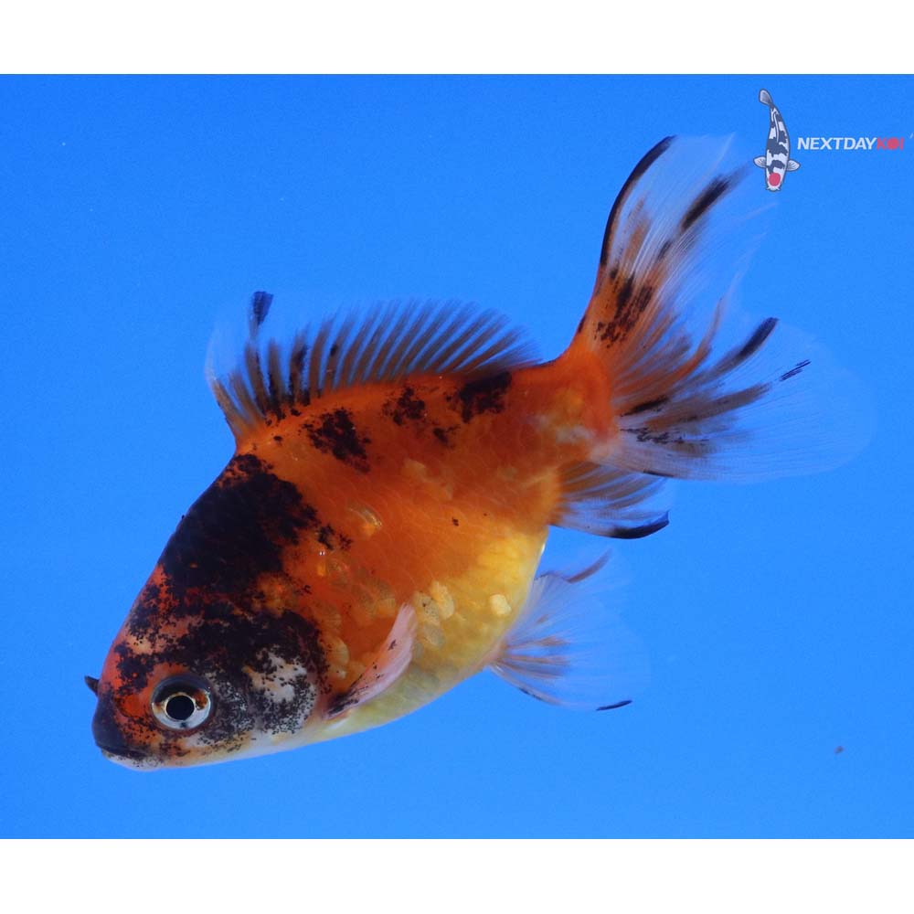 3.5” Imported Calico Ryukin