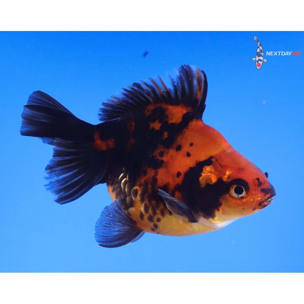 4” Imported Calico Ryukin