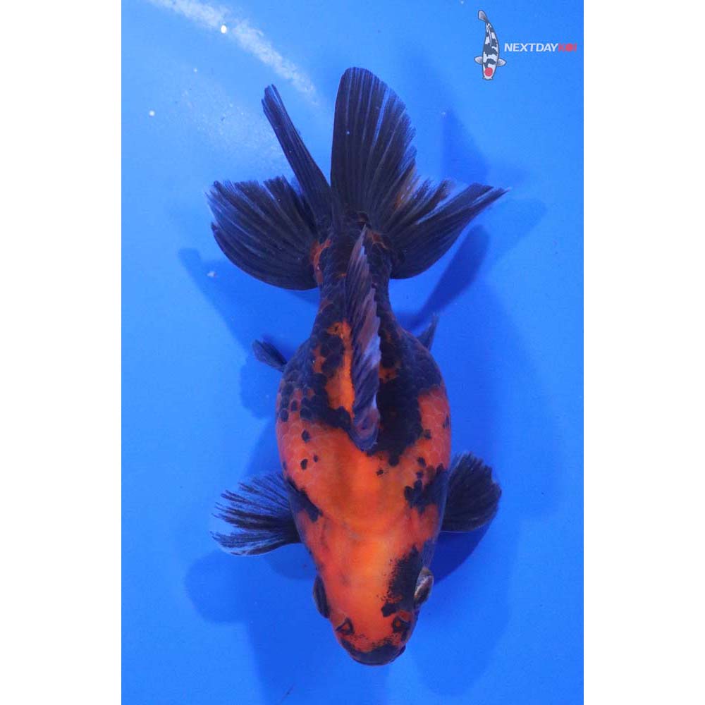 4” Imported Calico Ryukin