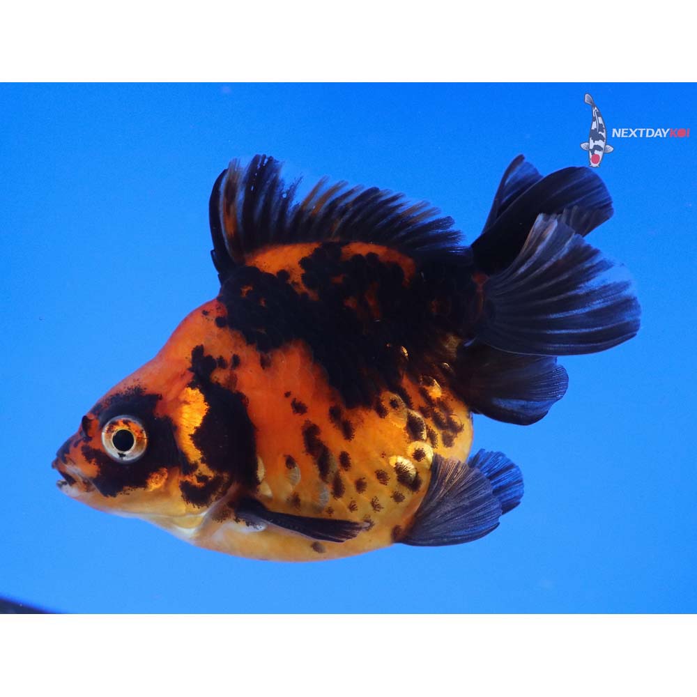 4” Imported Calico Ryukin