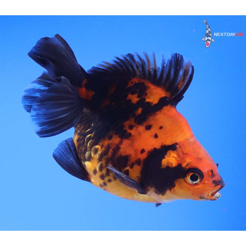 4” Imported Calico Ryukin
