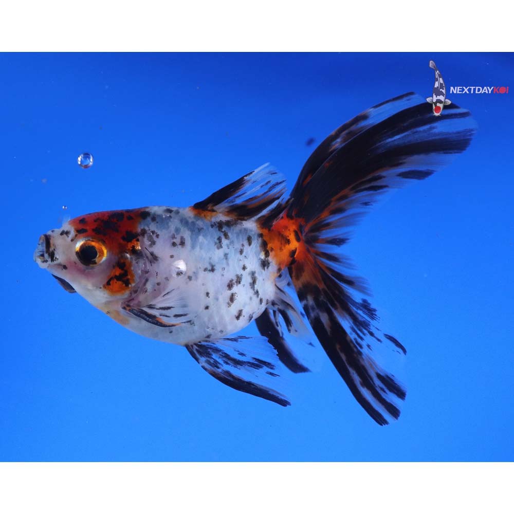5” Imported Male Calico Ryukin