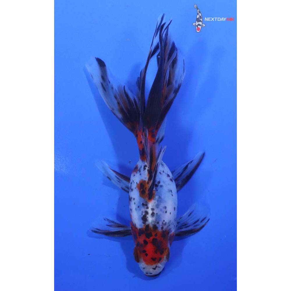 5” Imported Male Calico Ryukin