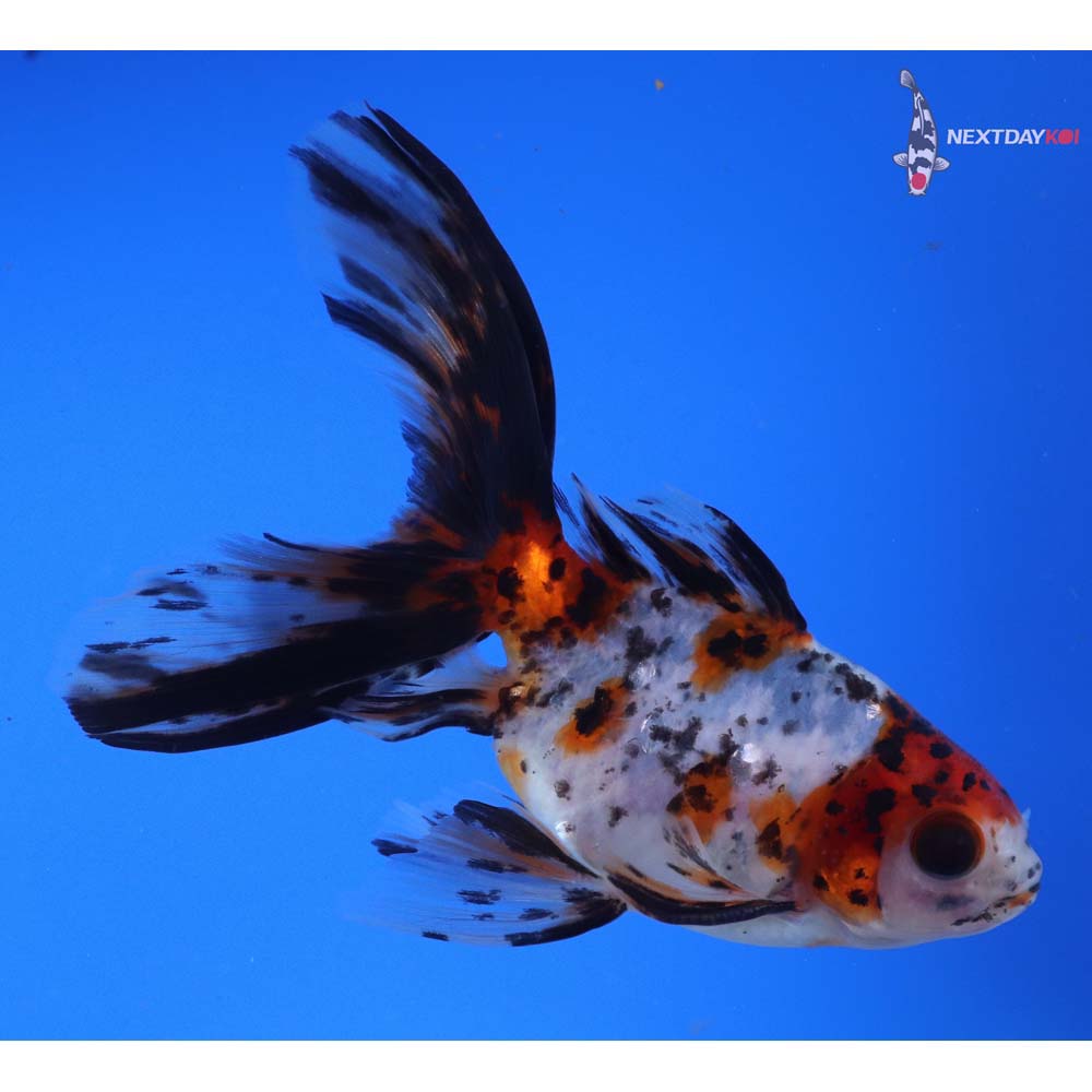 5” Imported Male Calico Ryukin