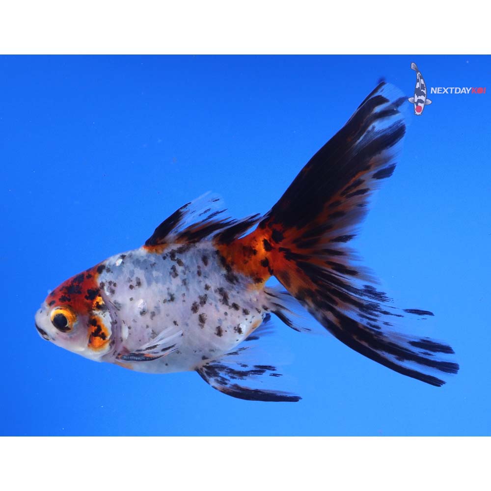 5” Imported Male Calico Ryukin