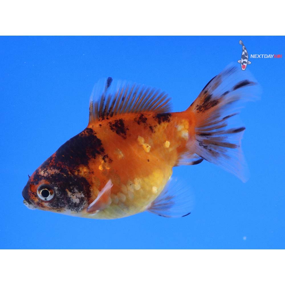 3.5” Imported Calico Ryukin