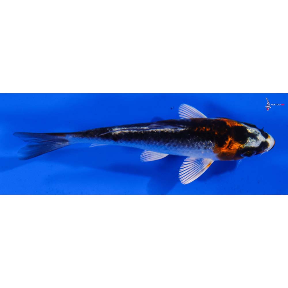 3.5” Imported Kujaku