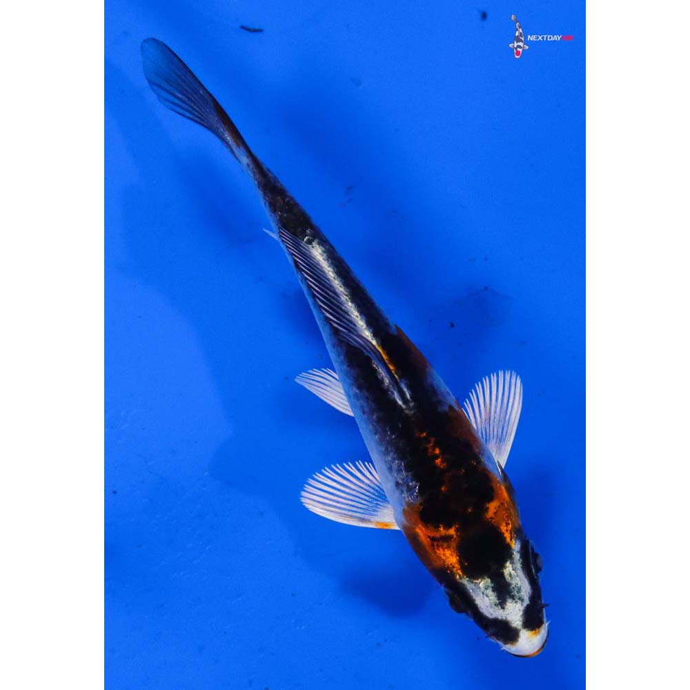 3.5” Imported Kujaku