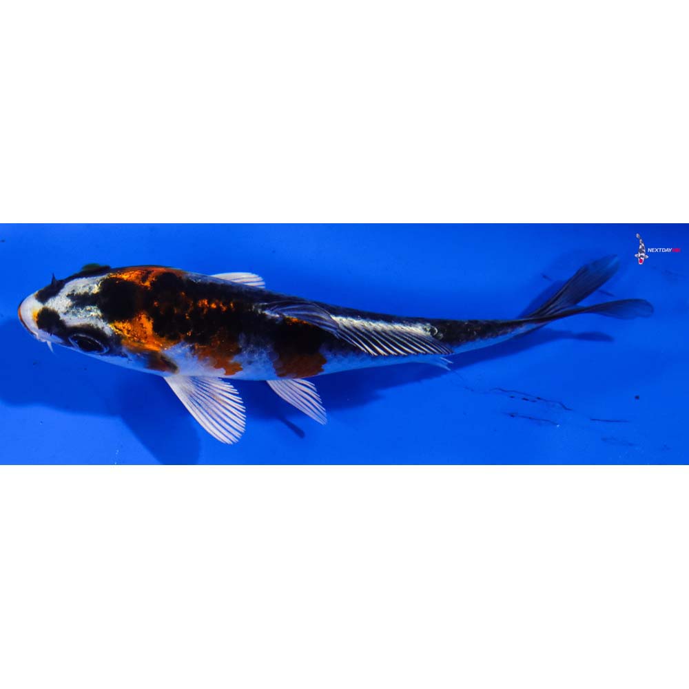 3.5” Imported Kujaku