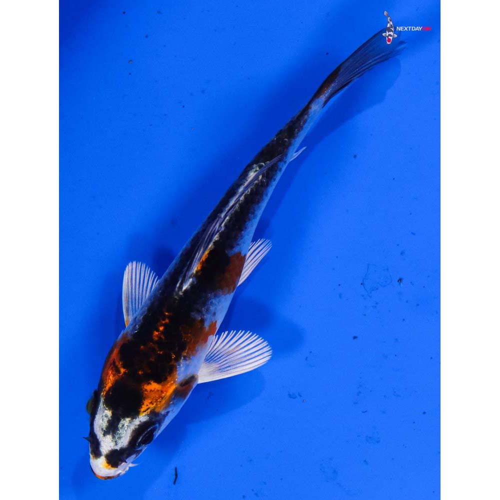 3.5” Imported Kujaku