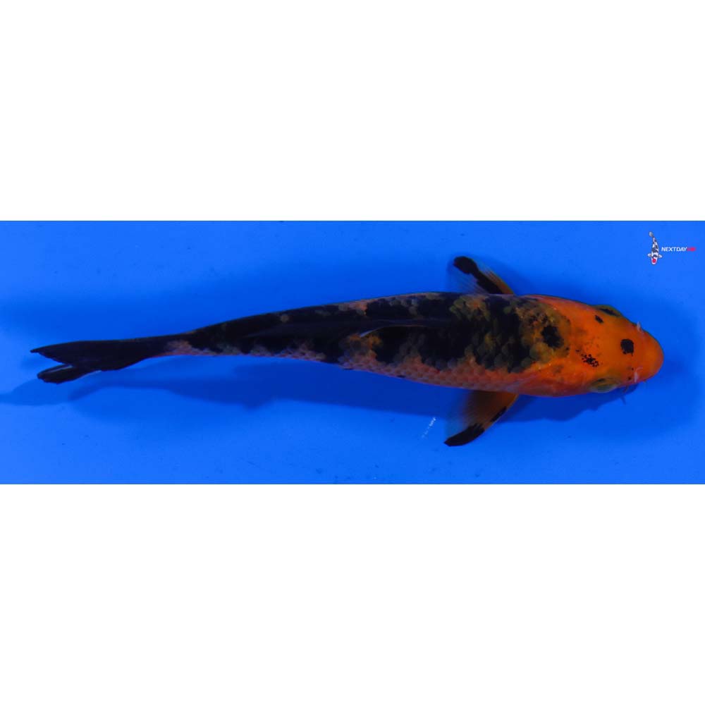 3.5” Imported Aka Bekko