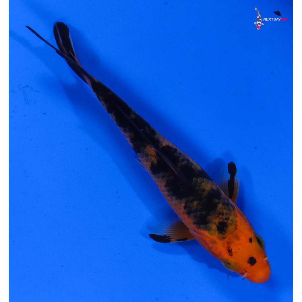 3.5” Imported Aka Bekko