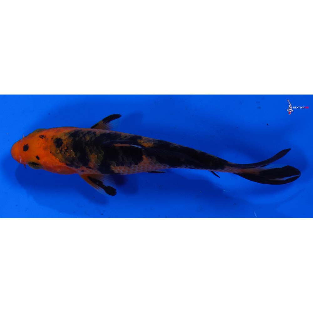 3.5” Imported Aka Bekko