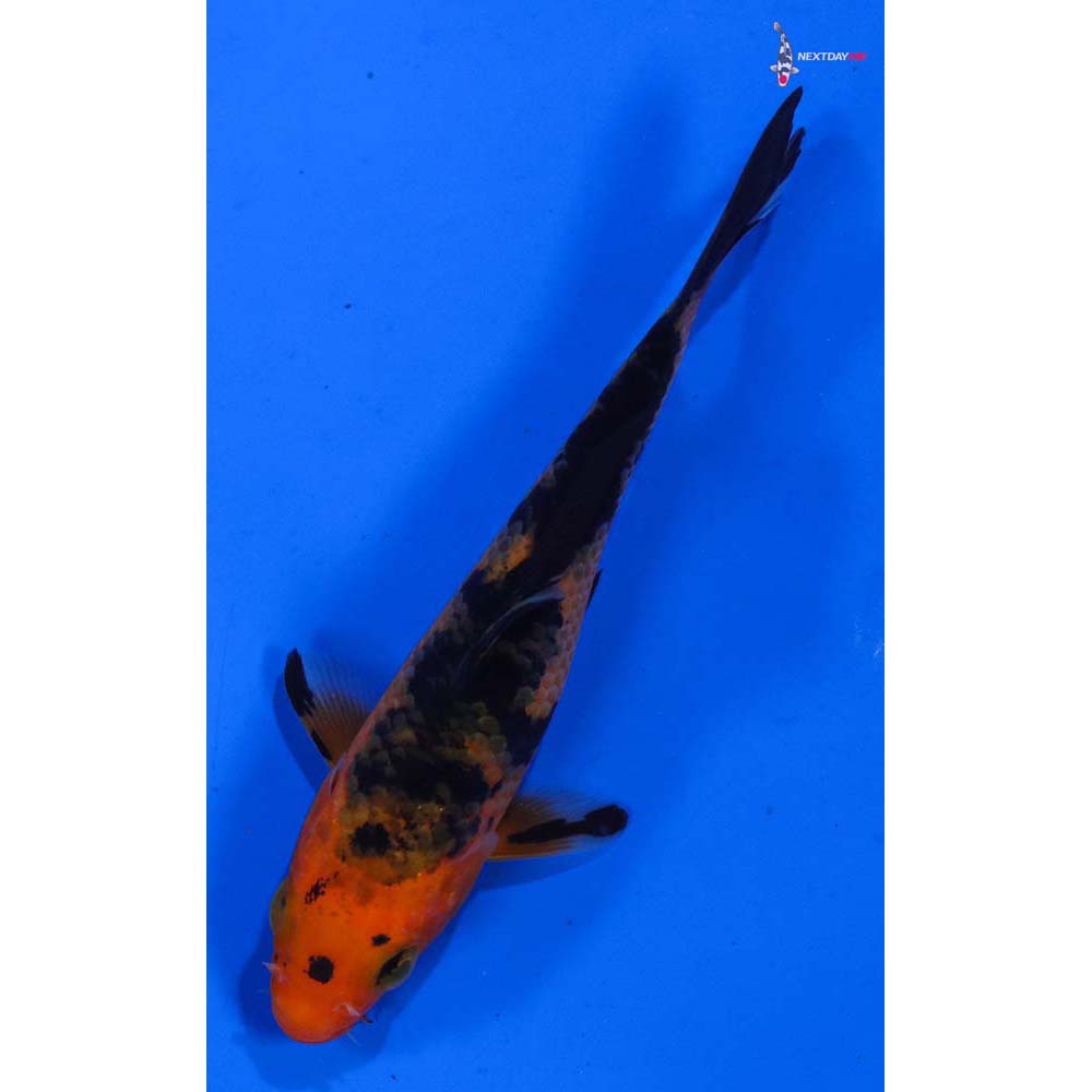 3.5” Imported Aka Bekko