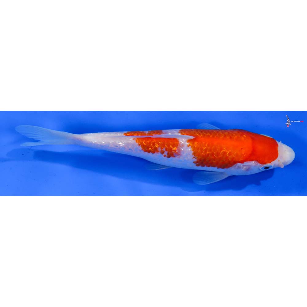 6.5” Imported Gin Rin Kohaku