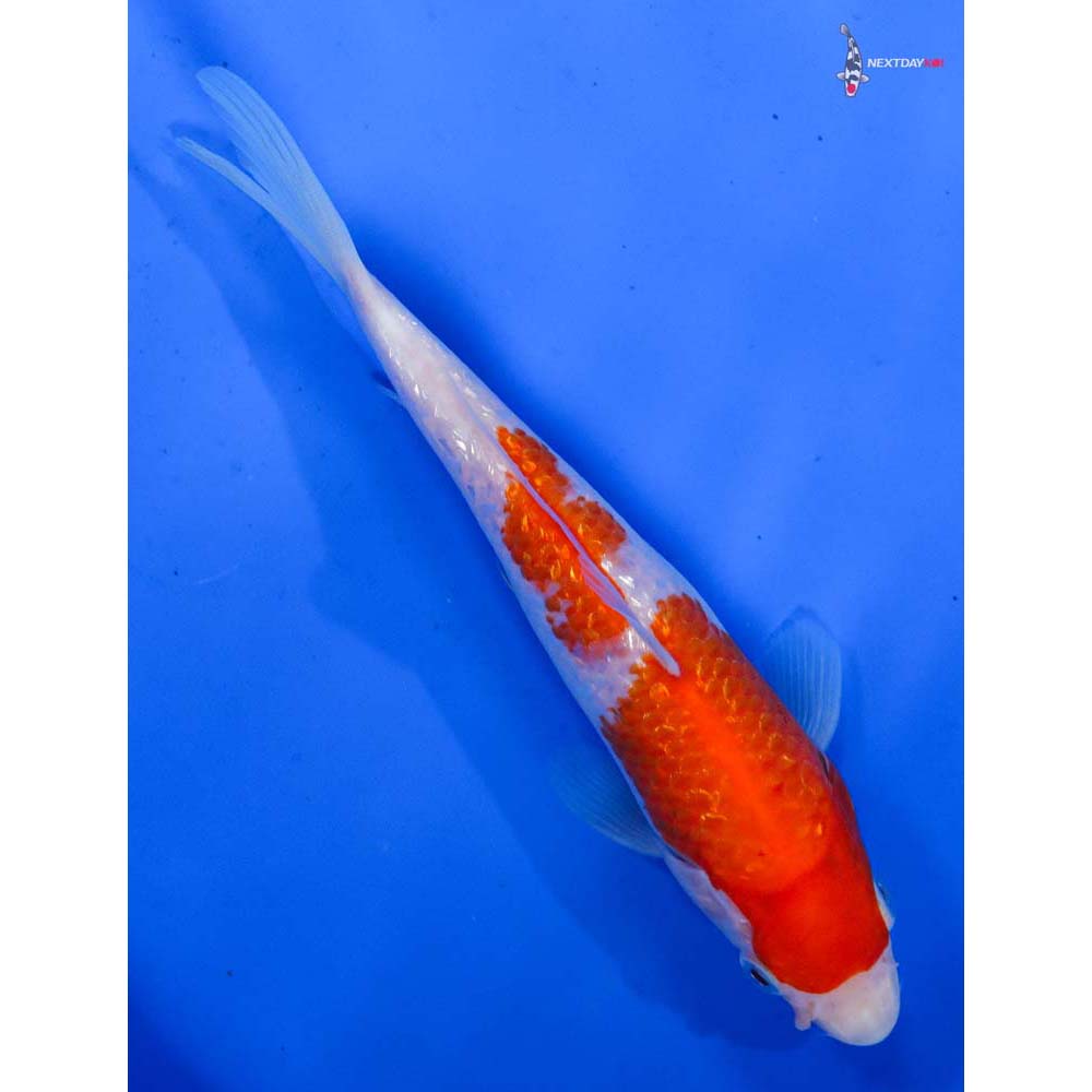 6.5” Imported Gin Rin Kohaku