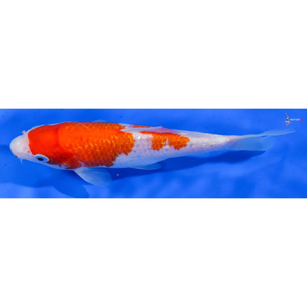6.5” Imported Gin Rin Kohaku