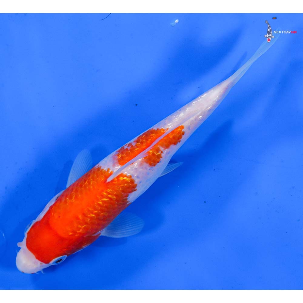 6.5” Imported Gin Rin Kohaku
