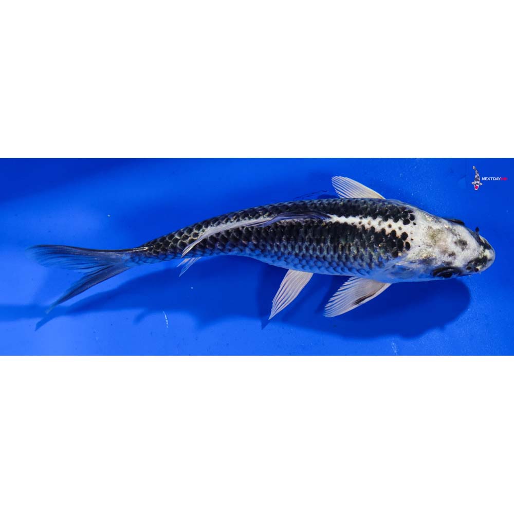 6” Imported Gin Matsuba