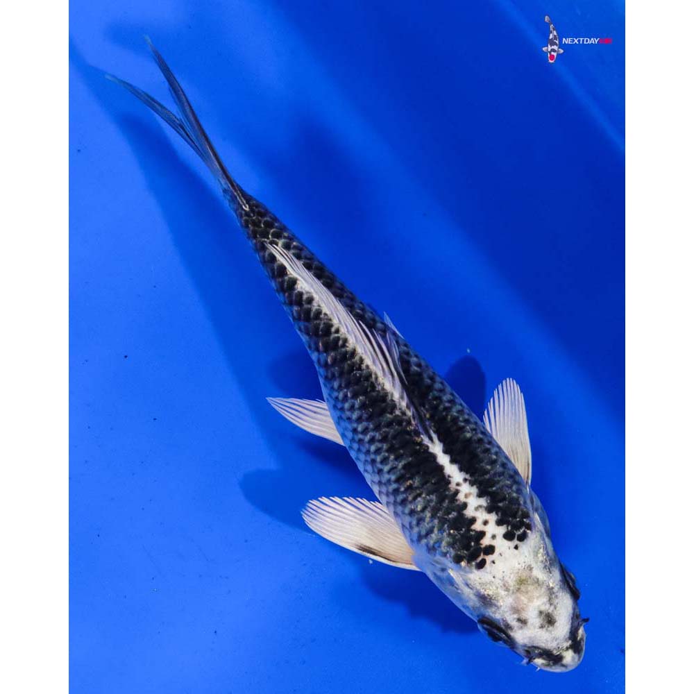 6” Imported Gin Matsuba