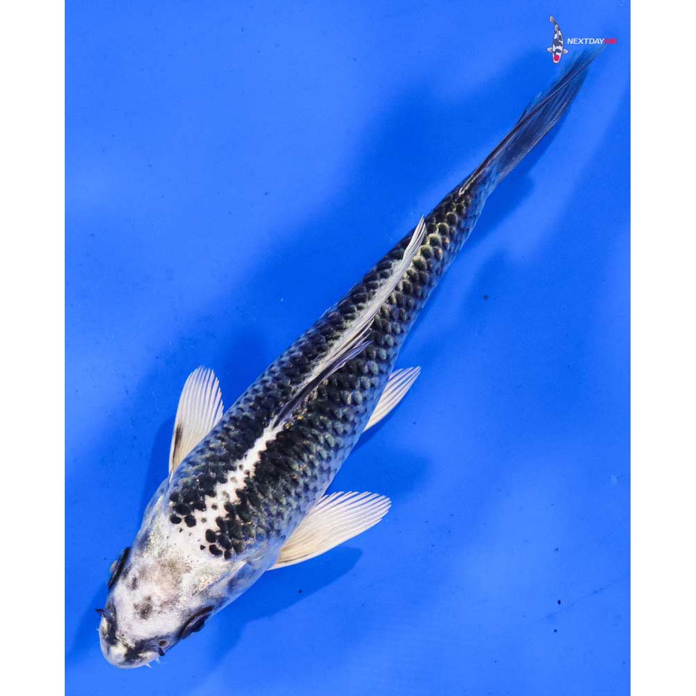 6” Imported Gin Matsuba