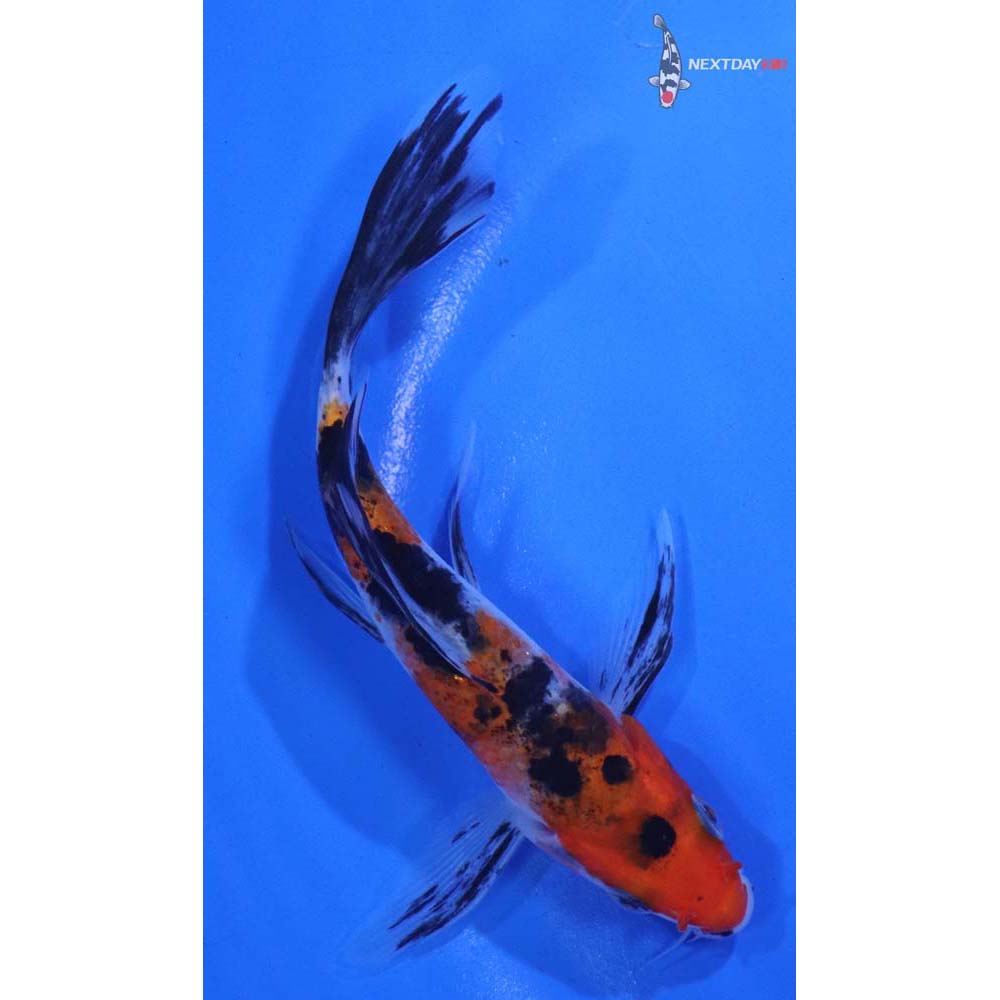4.5” Imported Sanke Butterfly Koi