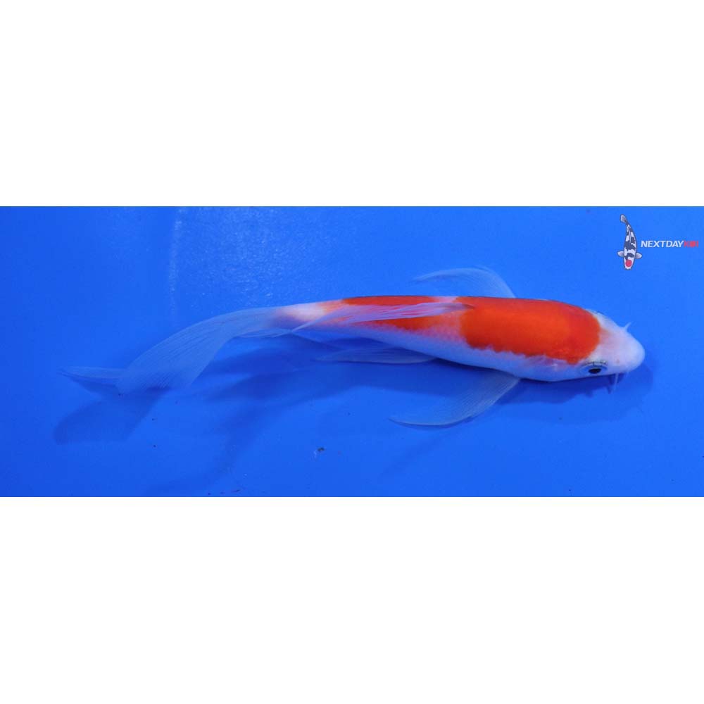 4.5” Imported Kohaku Butterfly Koi