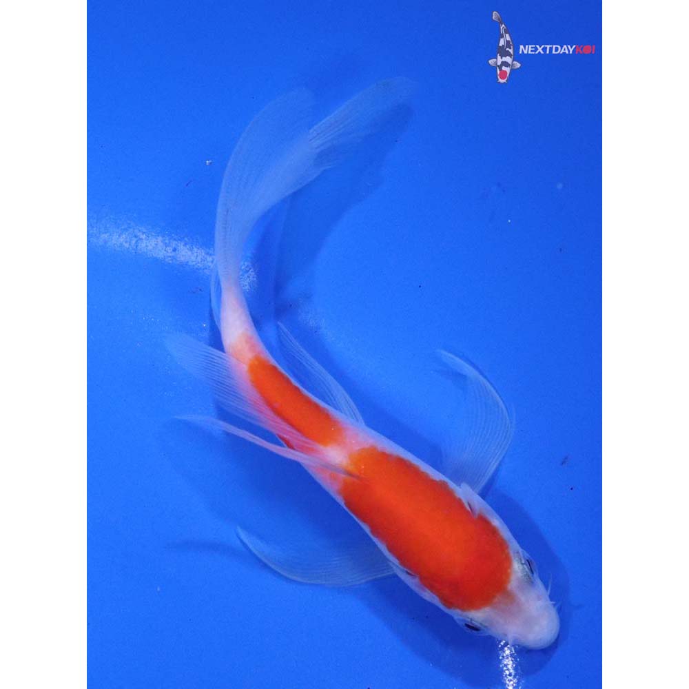 4.5” Imported Kohaku Butterfly Koi