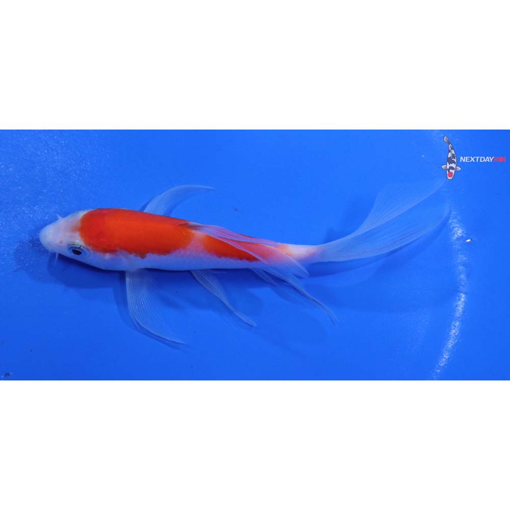 4.5” Imported Kohaku Butterfly Koi