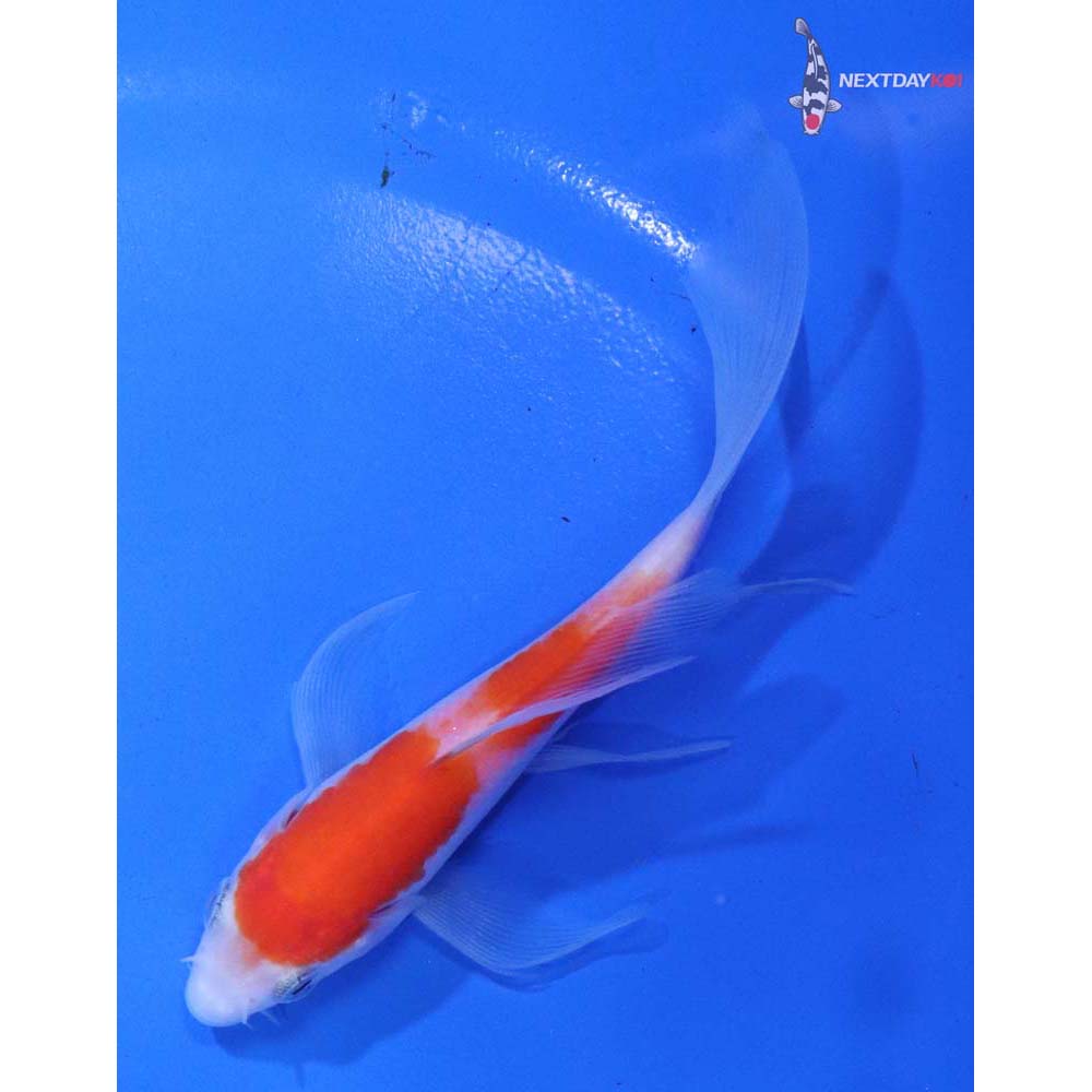 4.5” Imported Kohaku Butterfly Koi
