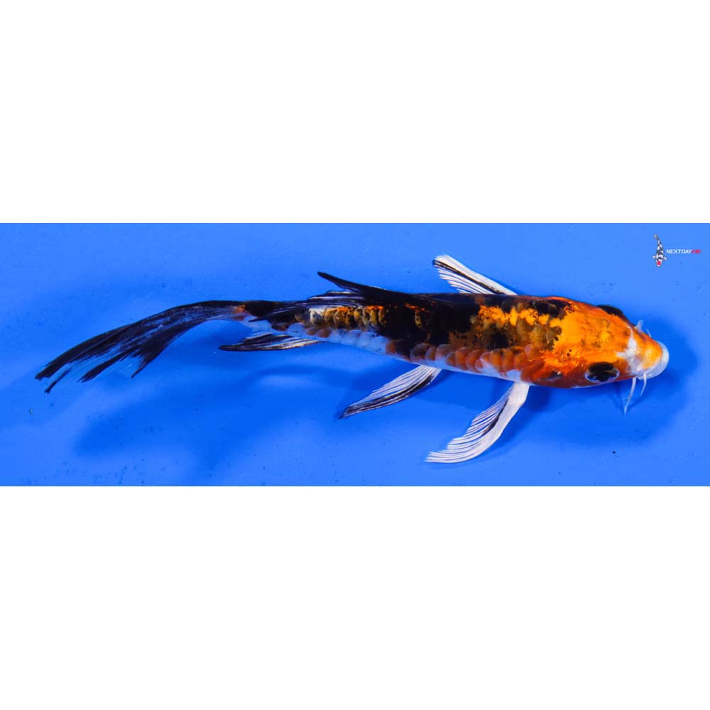 4.5” Imported Heisei Nishiki Butterfly Koi