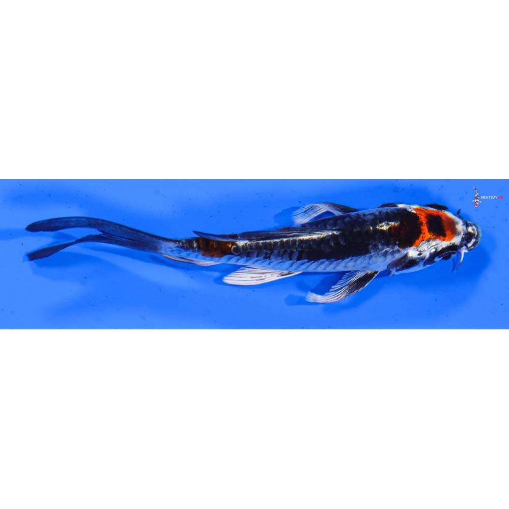 4” Imported Armor Scaled Kujaku Butterfly Koi