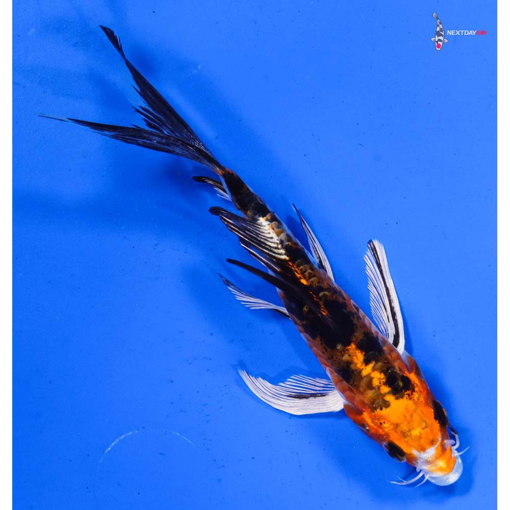 4.5” Imported Heisei Nishiki Butterfly Koi