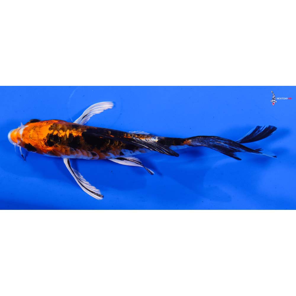 4.5” Imported Heisei Nishiki Butterfly Koi