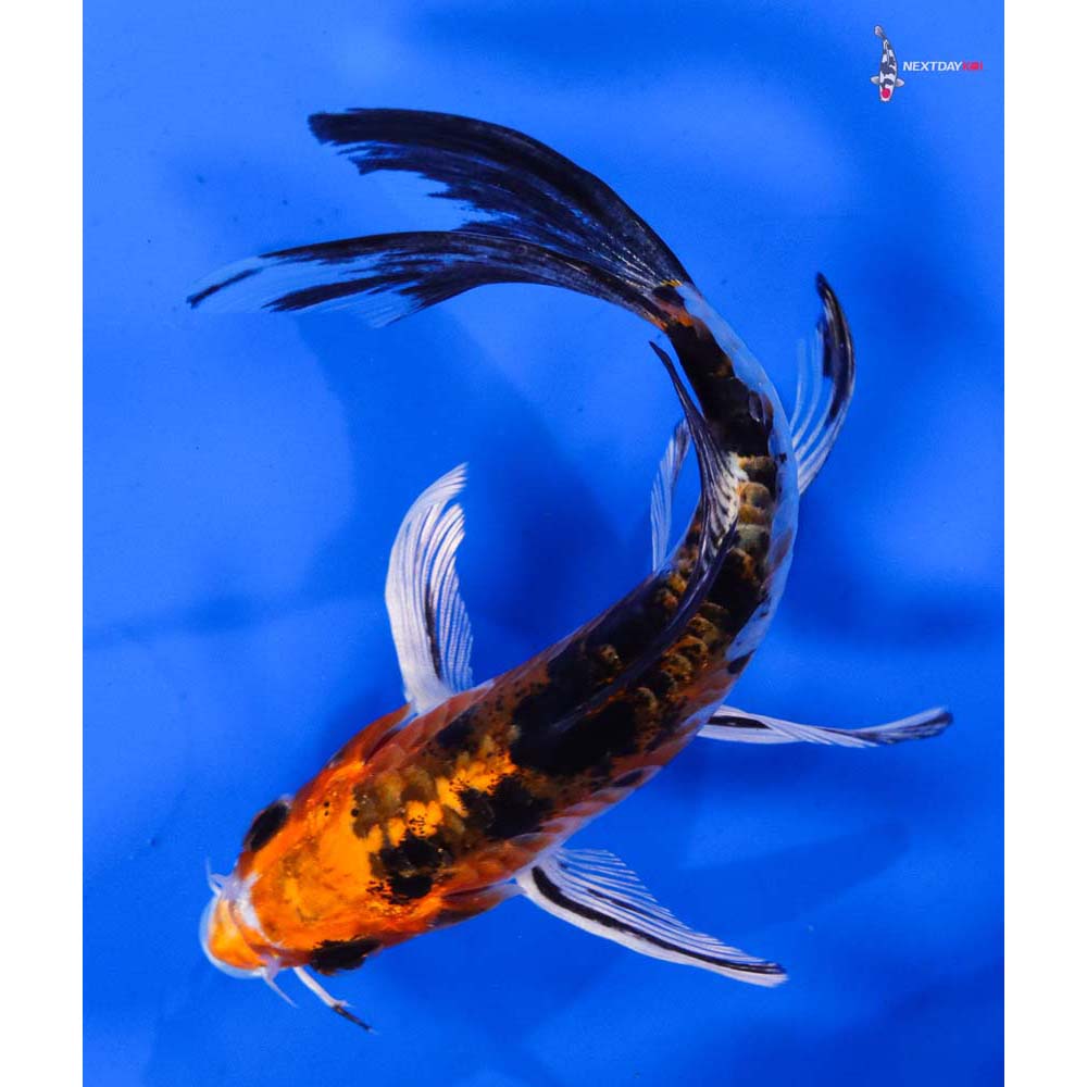 4.5” Imported Heisei Nishiki Butterfly Koi