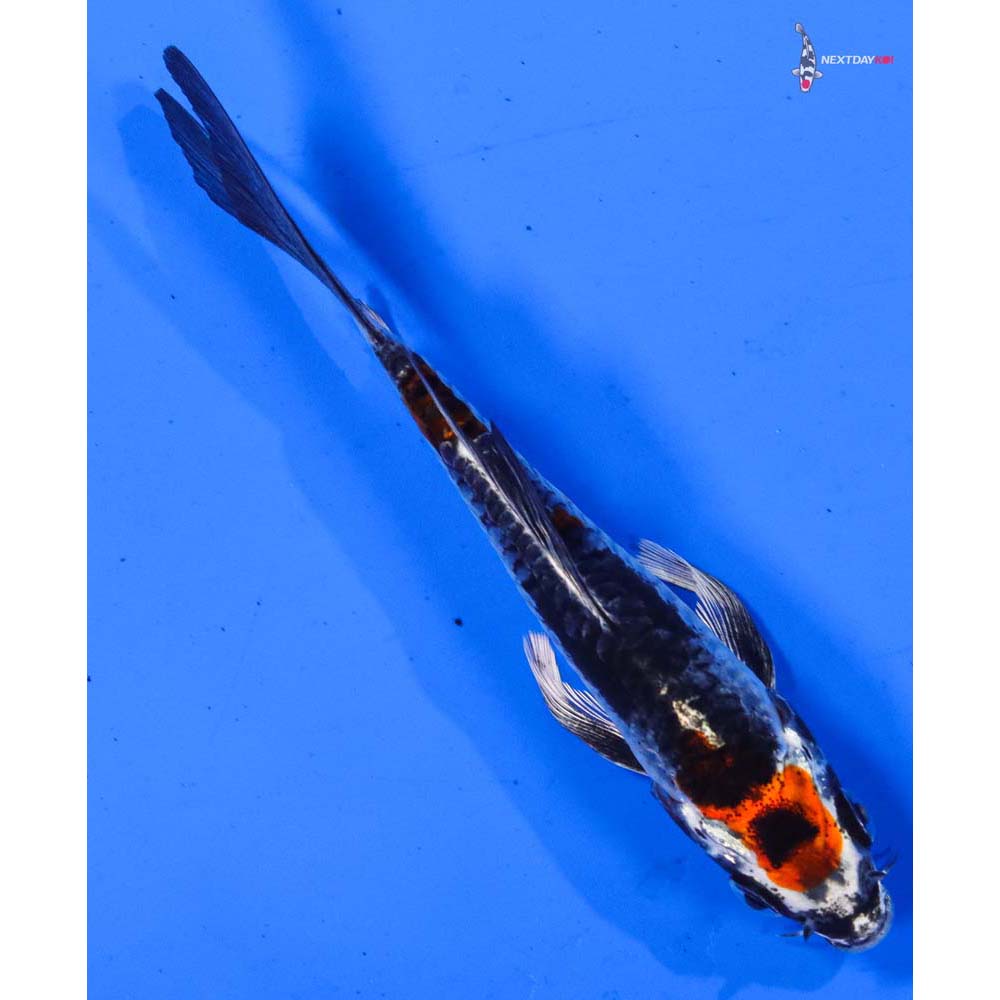 4” Imported Armor Scaled Kujaku Butterfly Koi