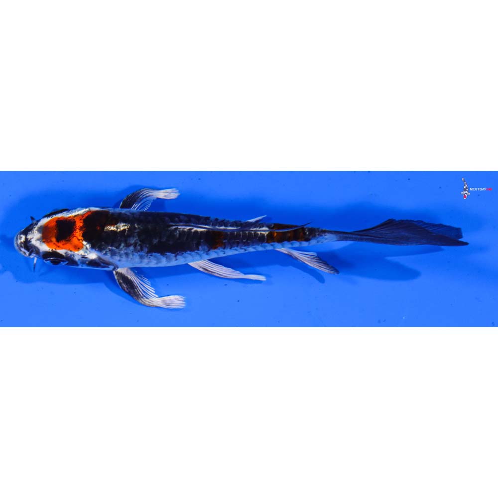 4” Imported Armor Scaled Kujaku Butterfly Koi