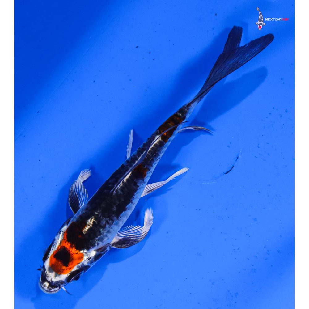 4” Imported Armor Scaled Kujaku Butterfly Koi