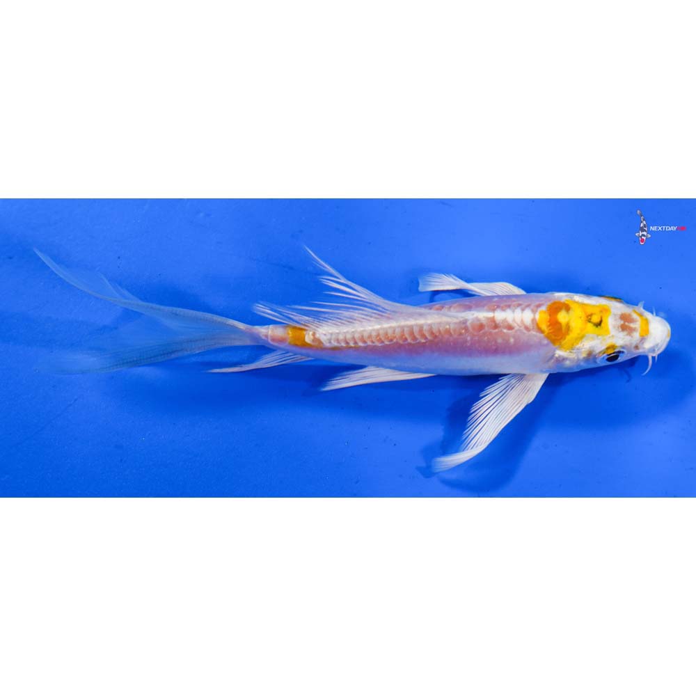 5” Imported Doitsu Lemon Hariwake Butterfly Koi