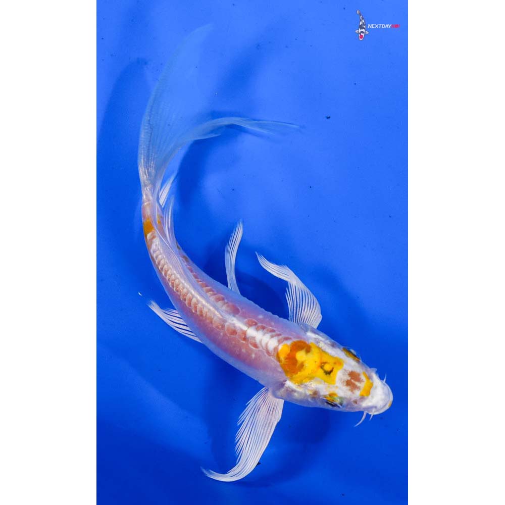5” Imported Doitsu Lemon Hariwake Butterfly Koi