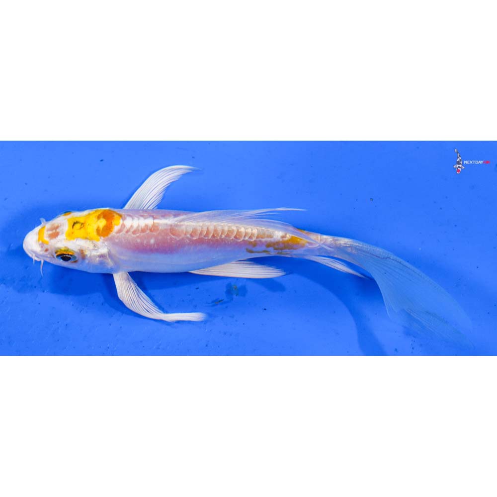 5” Imported Doitsu Lemon Hariwake Butterfly Koi