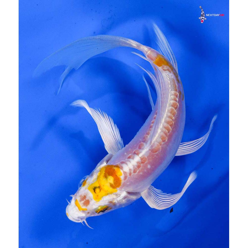 5” Imported Doitsu Lemon Hariwake Butterfly Koi