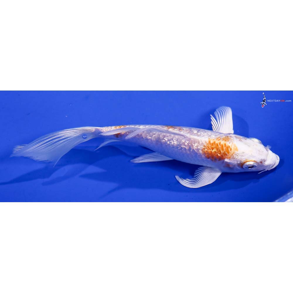 5.5” Imported Gin Rin Hariwake Butterfly Koi