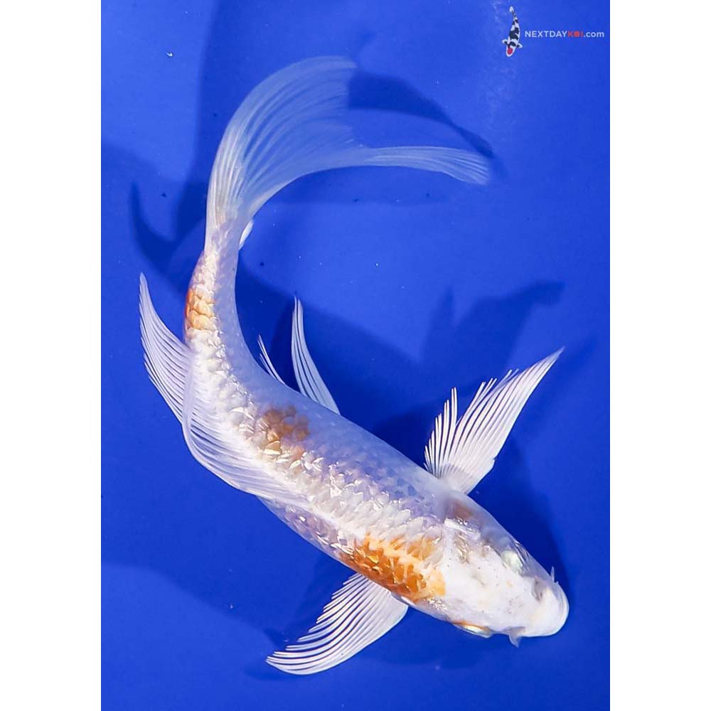 5.5” Imported Gin Rin Hariwake Butterfly Koi